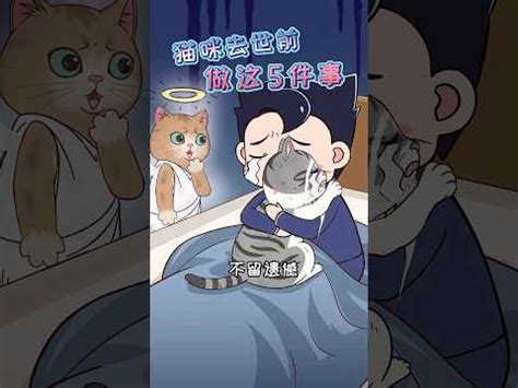 貓死在家裡怎麼辦